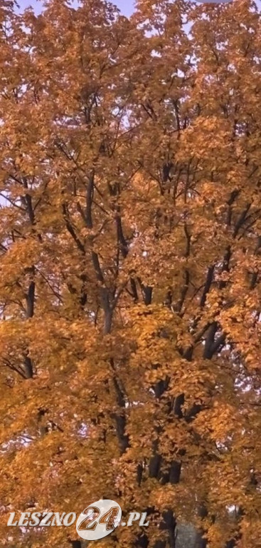 Jesienne zdjęcia czytelników leszno24.pl