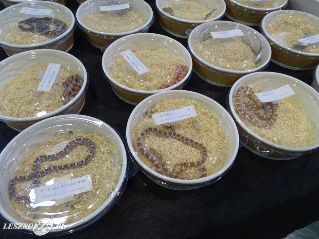 Targi Terrarystyczne EXOTICARIUM LOKALNIE Leszno