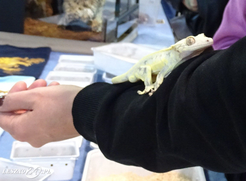 Targi Terrarystyczne EXOTICARIUM LOKALNIE Leszno