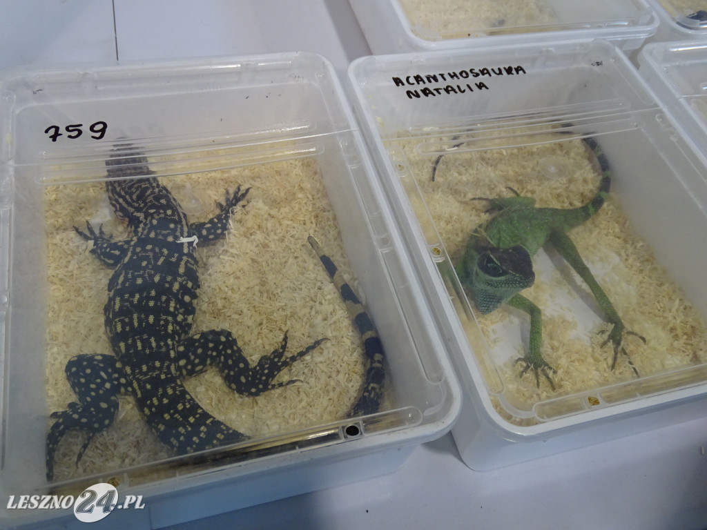 Targi Terrarystyczne EXOTICARIUM LOKALNIE Leszno