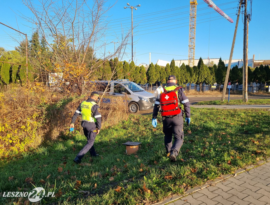 Straż Miejska w Lesznie patroluje pustostany