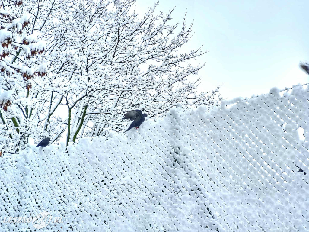 Zima w Lesznie, 26 listopada 2025