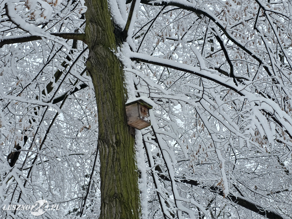 Zima w Lesznie, 26 listopada 2025