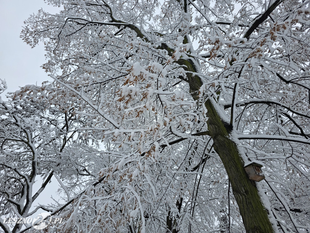 Zima w Lesznie, 26 listopada 2025