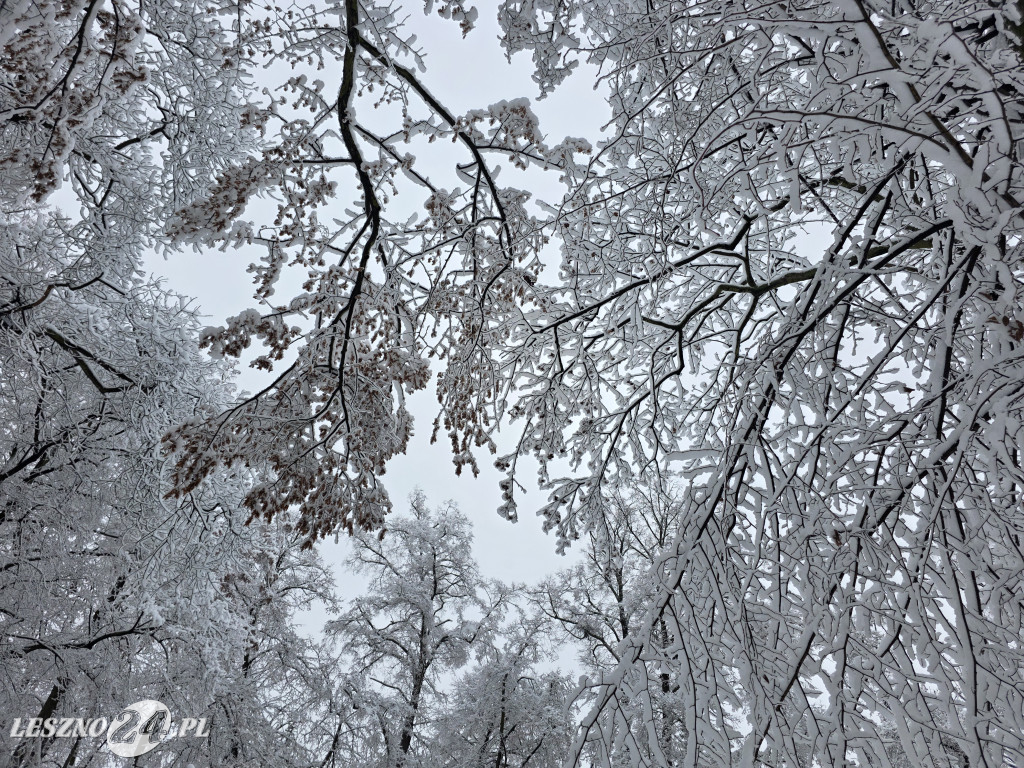 Zima w Lesznie, 26 listopada 2025