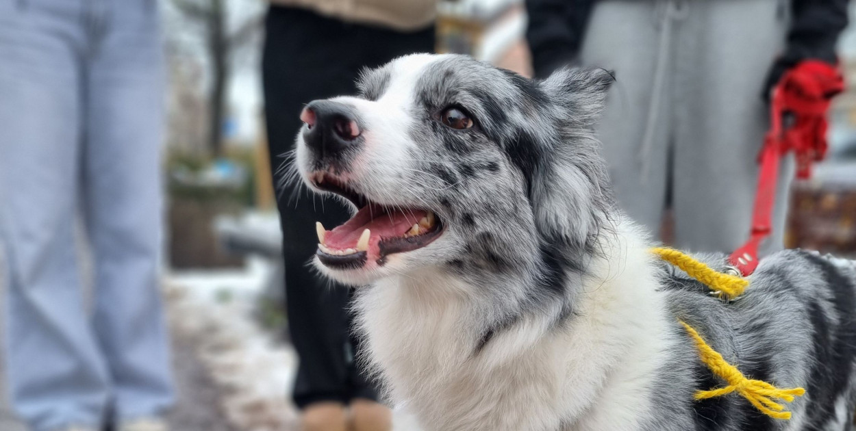 I Leszczyński Marsz Piesków