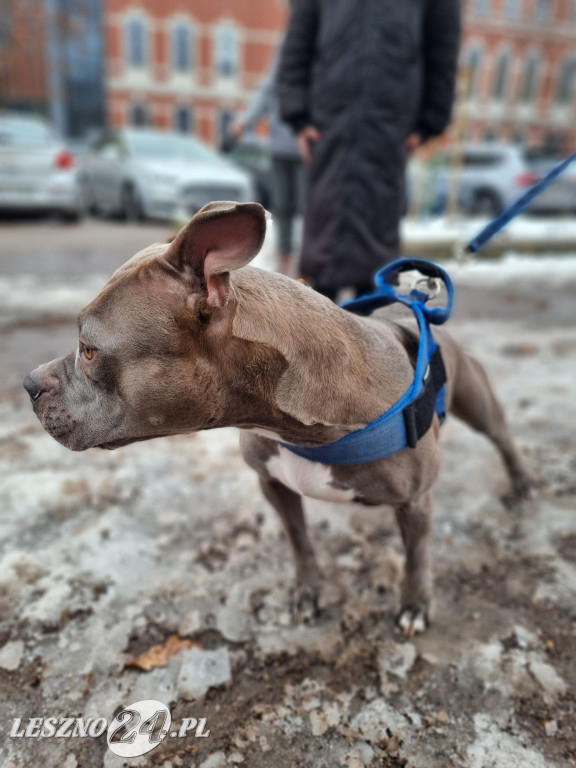 I Leszczyński Marsz Piesków