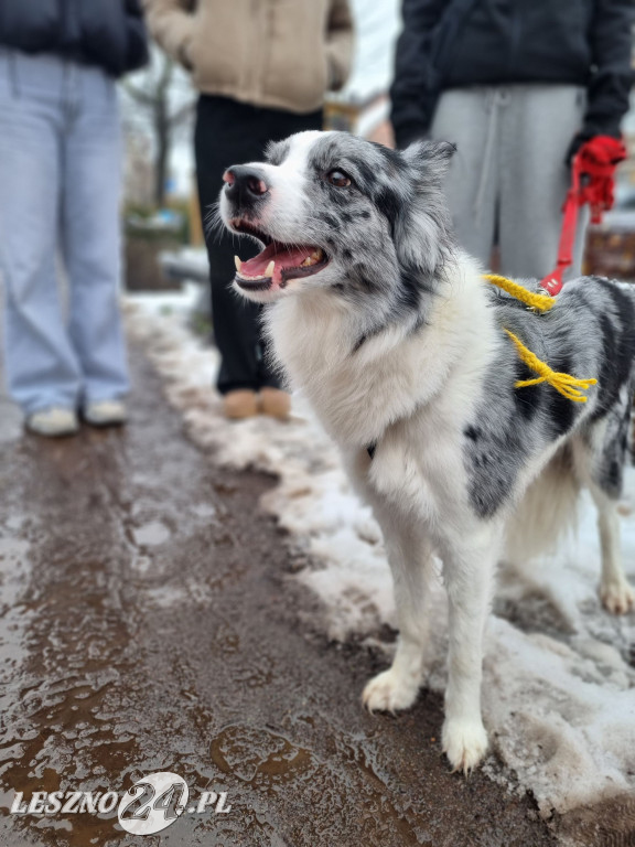 I Leszczyński Marsz Piesków