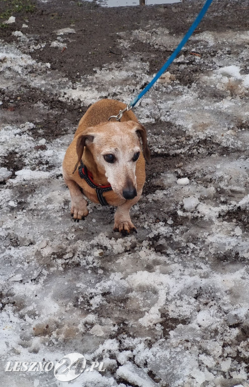I Leszczyński Marsz Piesków