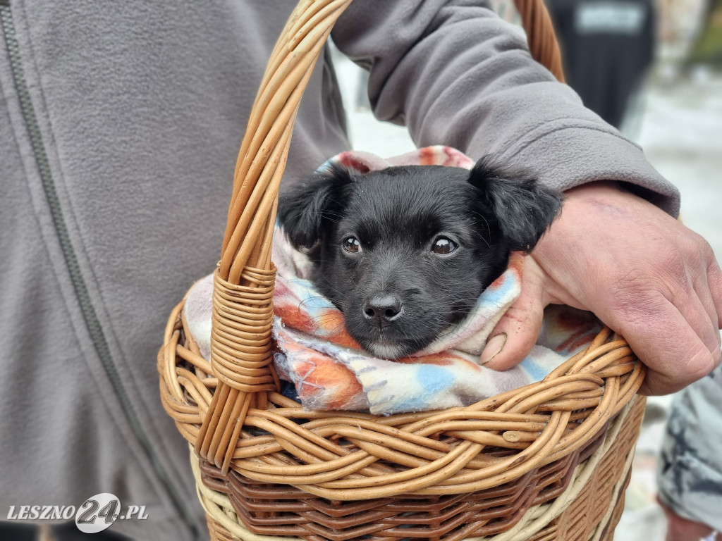 I Leszczyński Marsz Piesków