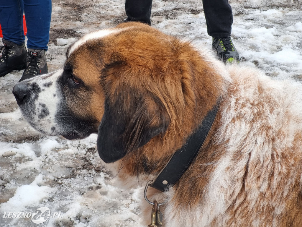 I Leszczyński Marsz Piesków
