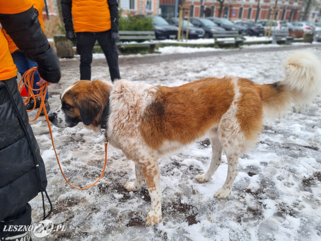 I Leszczyński Marsz Piesków