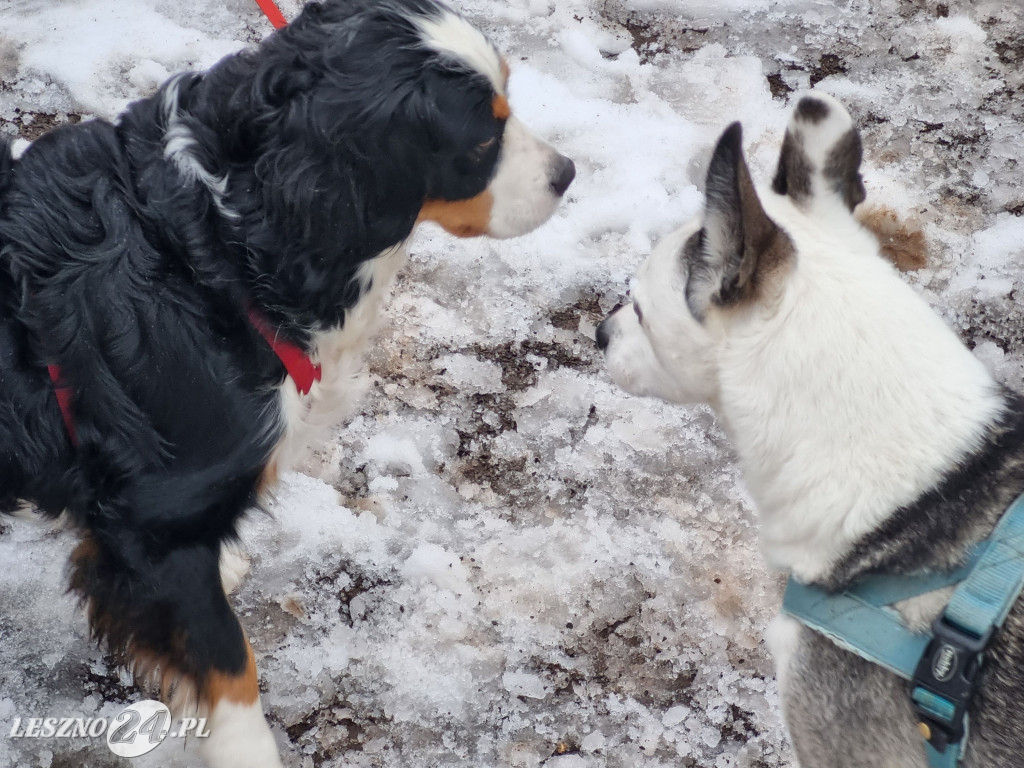 I Leszczyński Marsz Piesków