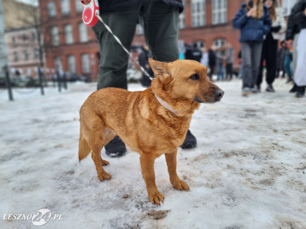 I Leszczyński Marsz Piesków