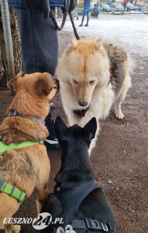 I Leszczyński Marsz Piesków