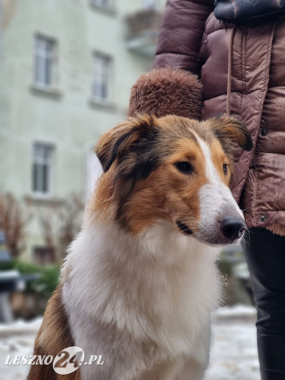 I Leszczyński Marsz Piesków