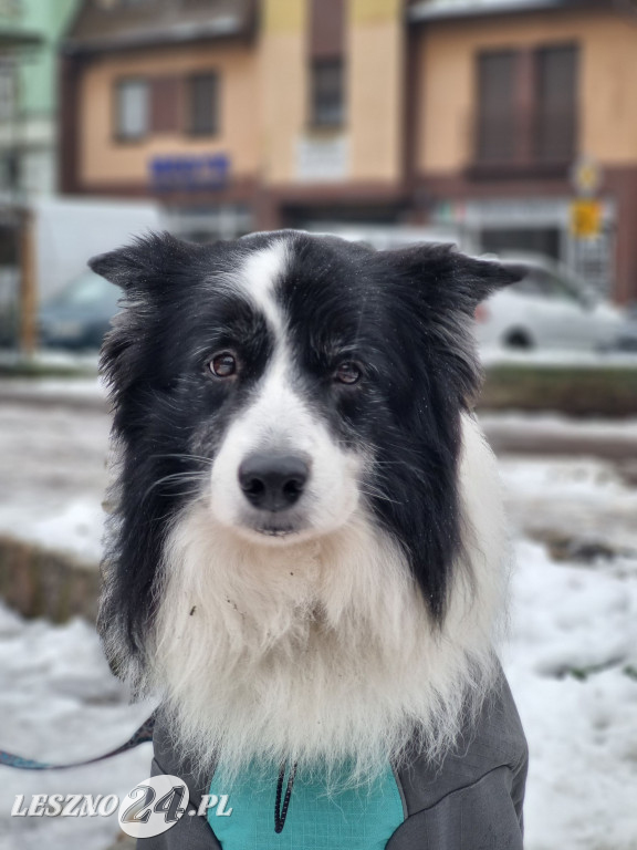 I Leszczyński Marsz Piesków