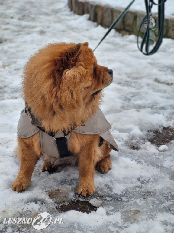 I Leszczyński Marsz Piesków