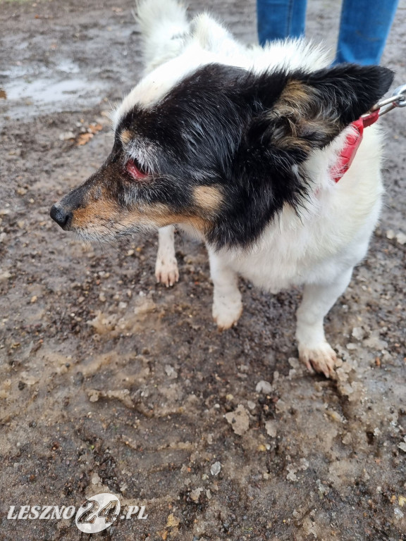I Leszczyński Marsz Piesków