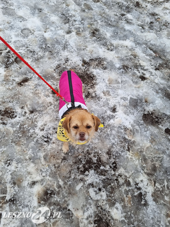 I Leszczyński Marsz Piesków