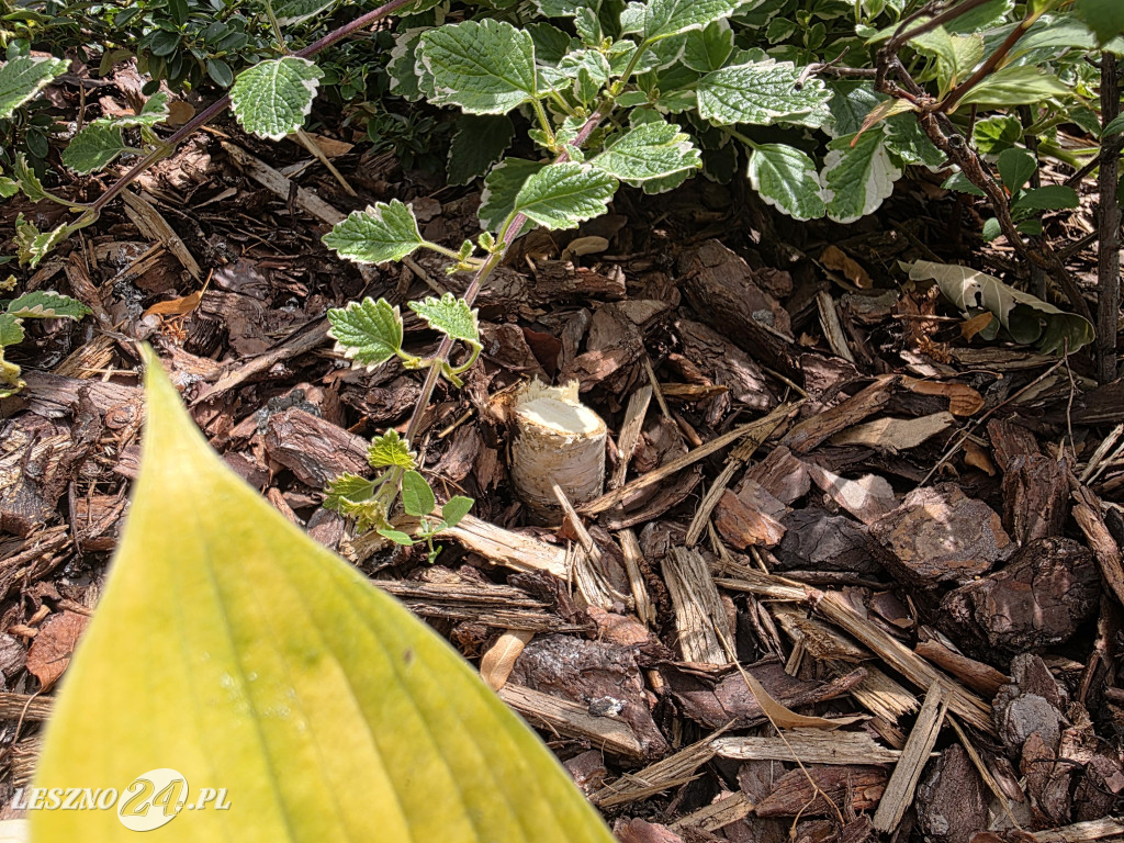 Zmiany na Placu Powstańców w Lesznie
