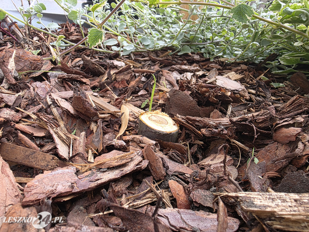 Zmiany na Placu Powstańców w Lesznie