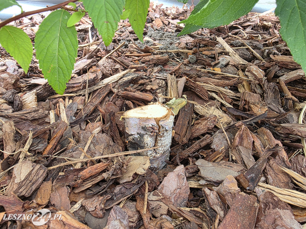 Zmiany na Placu Powstańców w Lesznie