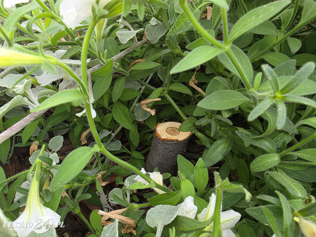 Zmiany na Placu Powstańców w Lesznie