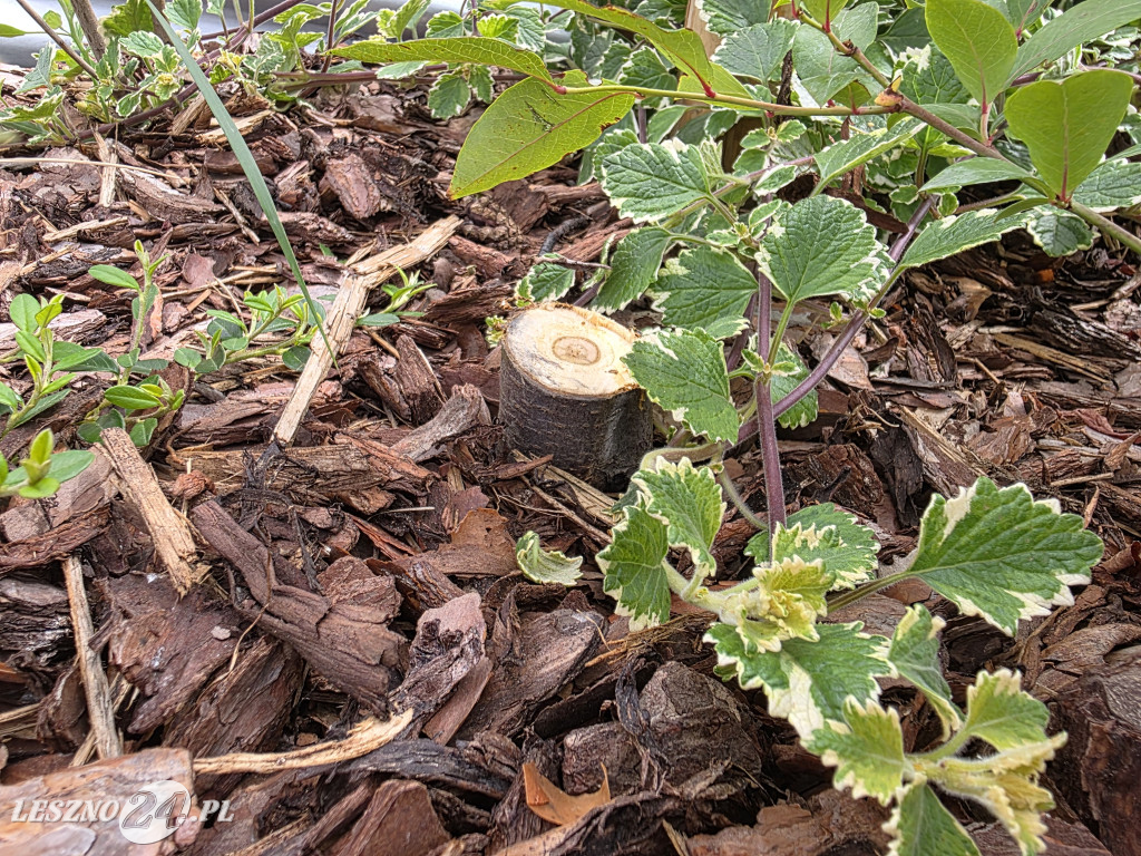 Zmiany na Placu Powstańców w Lesznie