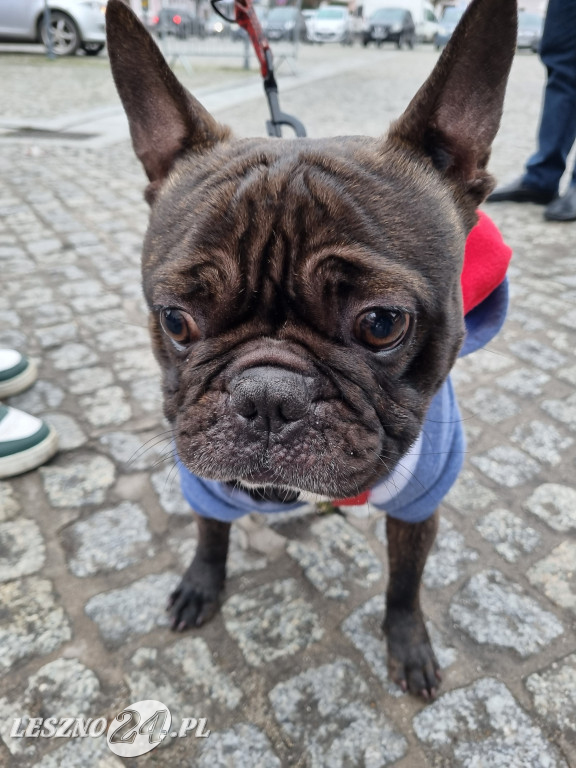 Jarmark Bożonarodzeniowy w Rydzynie