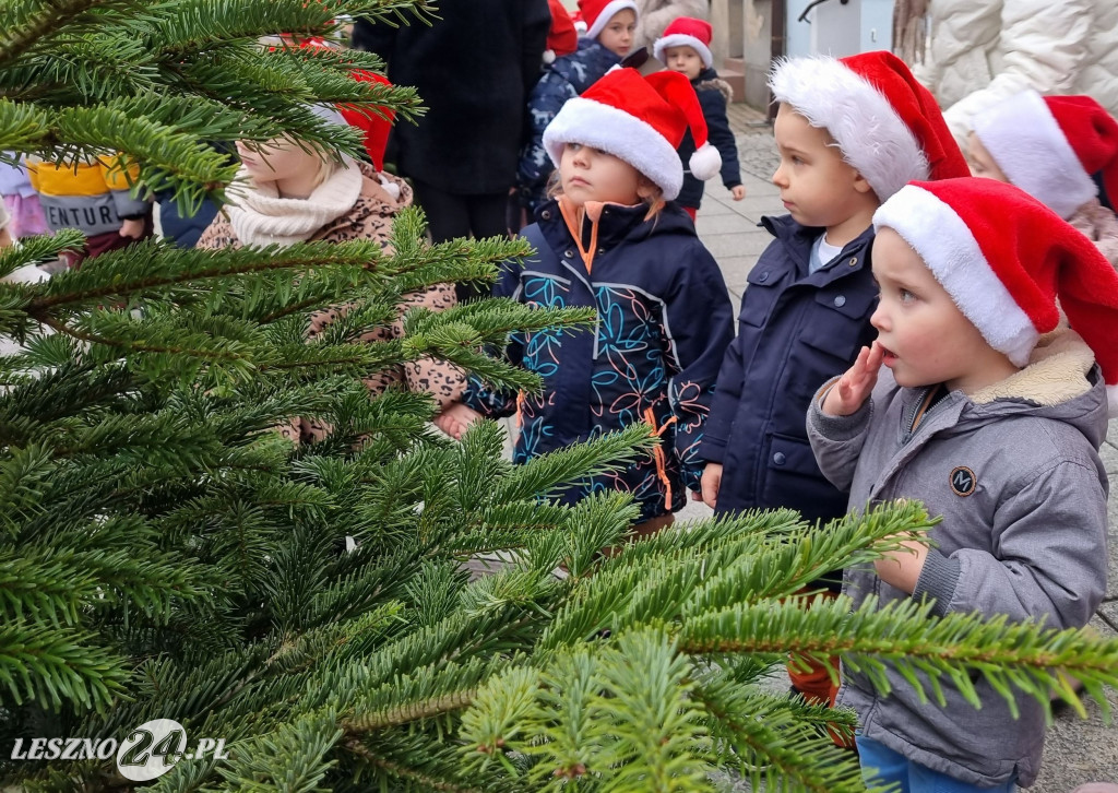 Przedszkolaki ustroiły choinki na Rynku w Rydzynie