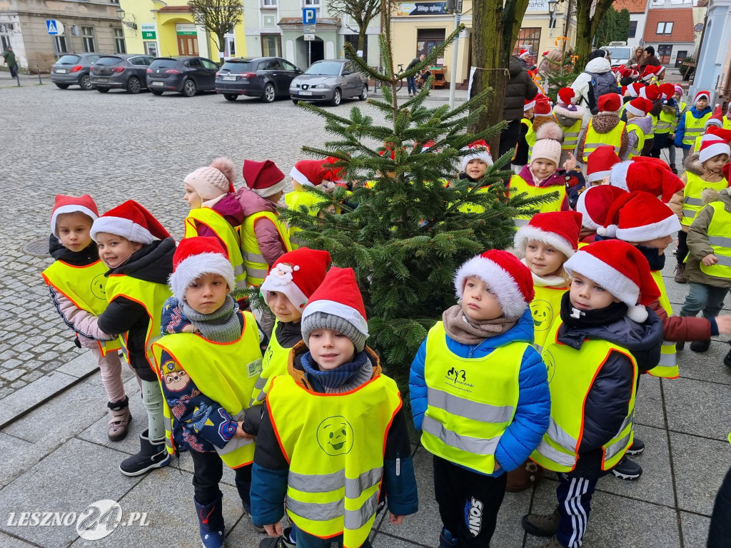 Przedszkolaki ustroiły choinki na Rynku w Rydzynie