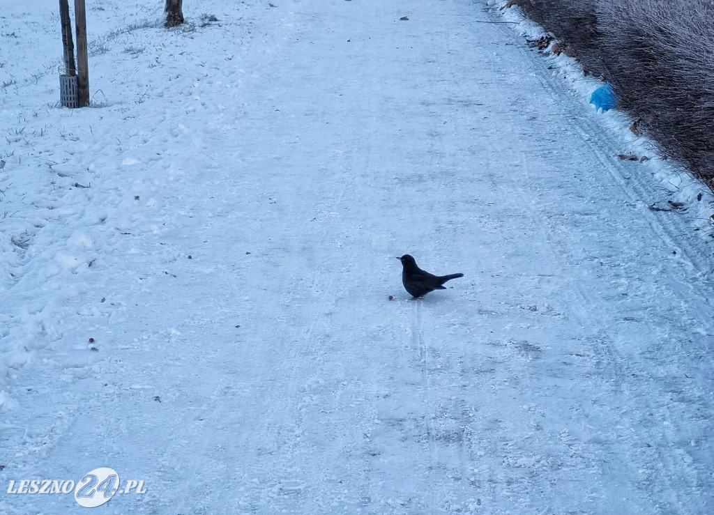 Poranek w Lesznie 6 stycznia 2025 roku