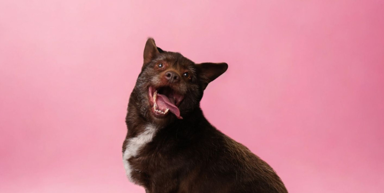 Walentynkowa sesja psów ze schroniska w Henrykowie