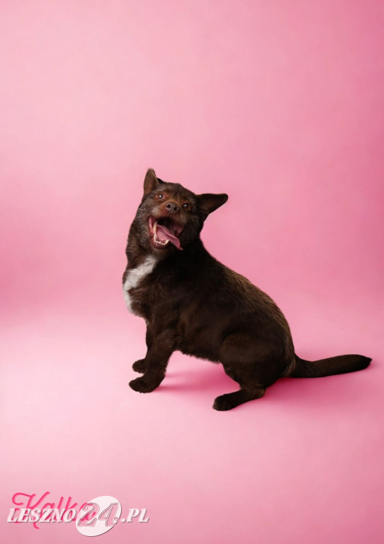 Walentynkowa sesja psów ze schroniska w Henrykowie