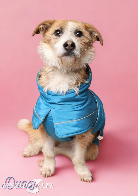 Walentynkowa sesja psów ze schroniska w Henrykowie