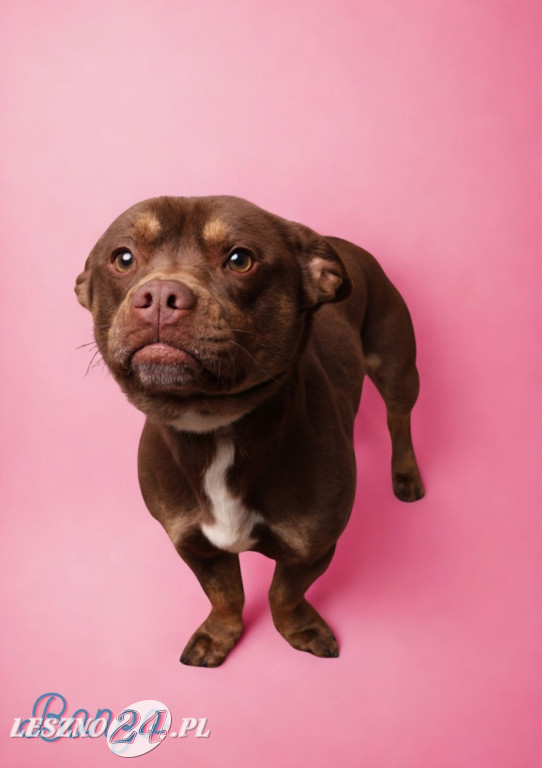 Walentynkowa sesja psów ze schroniska w Henrykowie