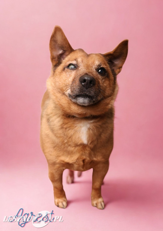 Walentynkowa sesja psów ze schroniska w Henrykowie