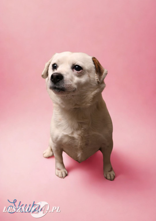 Walentynkowa sesja psów ze schroniska w Henrykowie