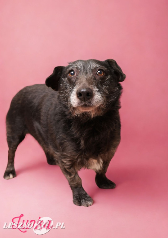 Walentynkowa sesja psów ze schroniska w Henrykowie