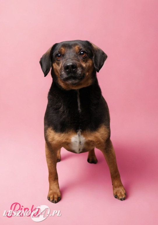 Walentynkowa sesja psów ze schroniska w Henrykowie