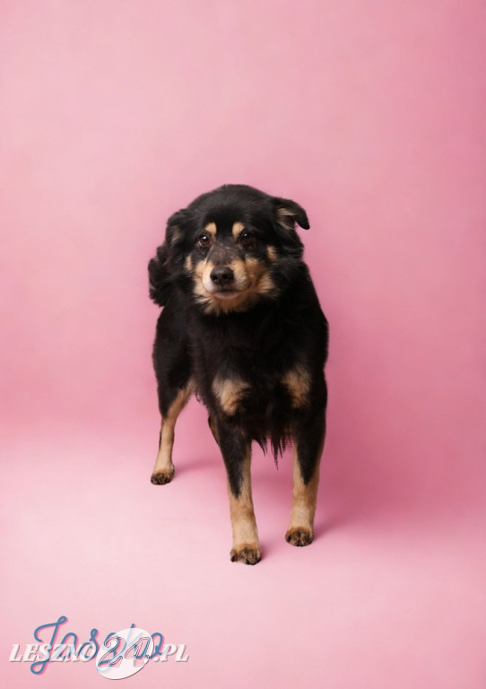 Walentynkowa sesja psów ze schroniska w Henrykowie