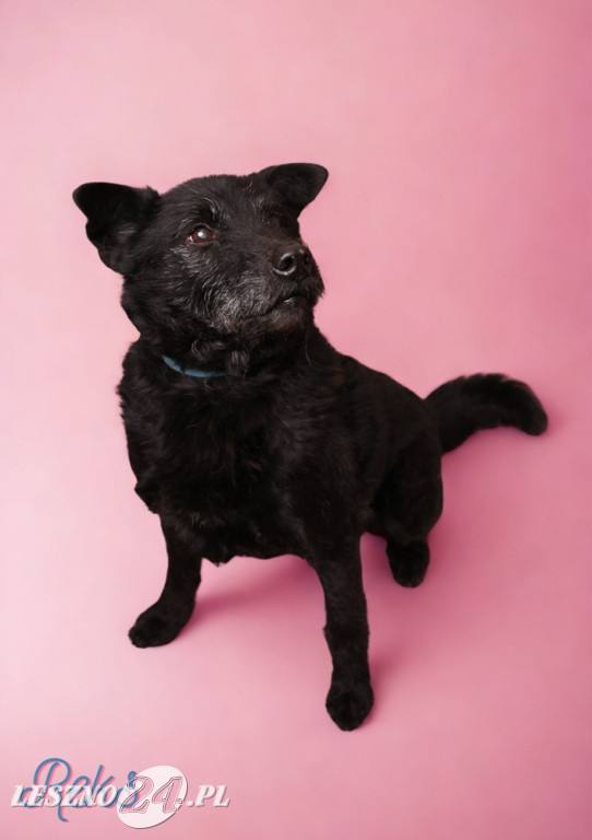 Walentynkowa sesja psów ze schroniska w Henrykowie