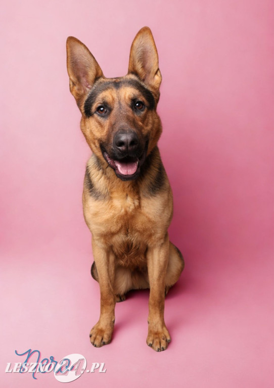 Walentynkowa sesja psów ze schroniska w Henrykowie