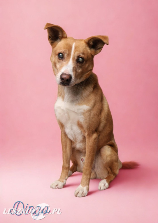 Walentynkowa sesja psów ze schroniska w Henrykowie