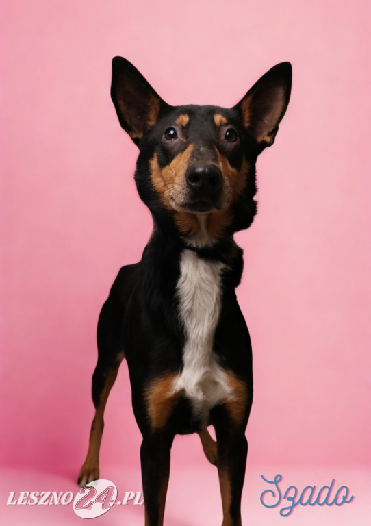 Walentynkowa sesja psów ze schroniska w Henrykowie