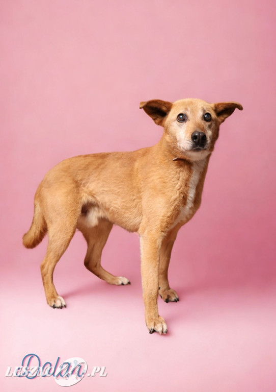 Walentynkowa sesja psów ze schroniska w Henrykowie