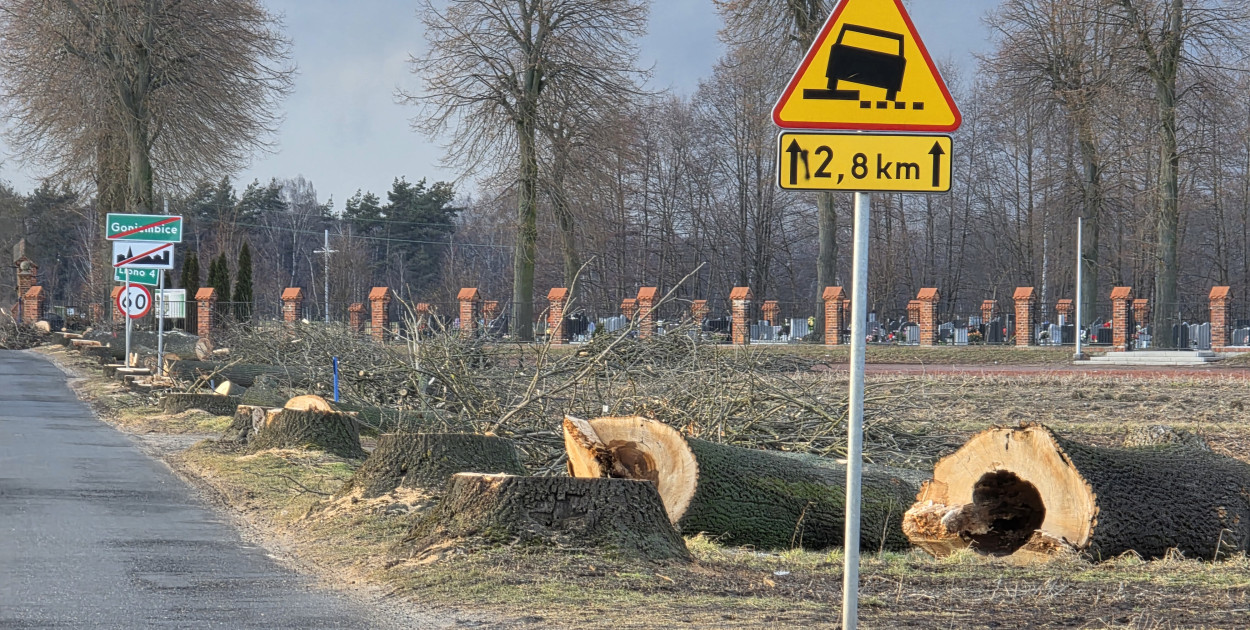 Wycinka drzew przy drodze Lipno-Goniembice