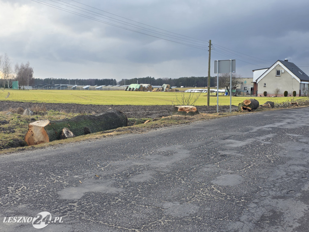 Wycinka drzew przy drodze Lipno-Goniembice
