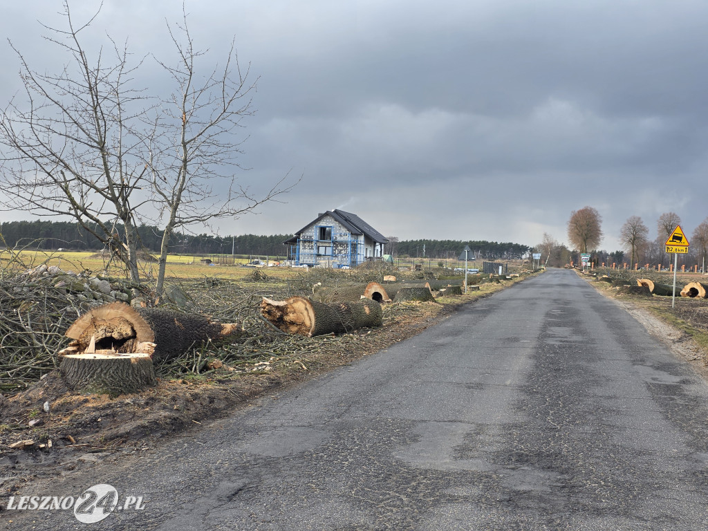 Wycinka drzew przy drodze Lipno-Goniembice